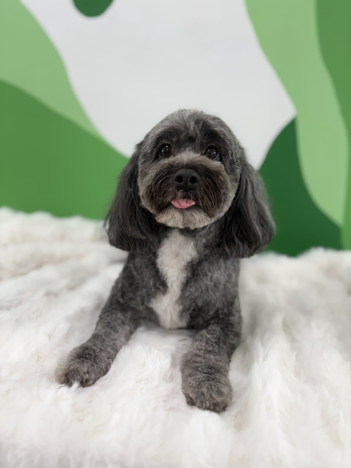 Grey Cavoodle freshly groomed at Toby's Dog Grooming