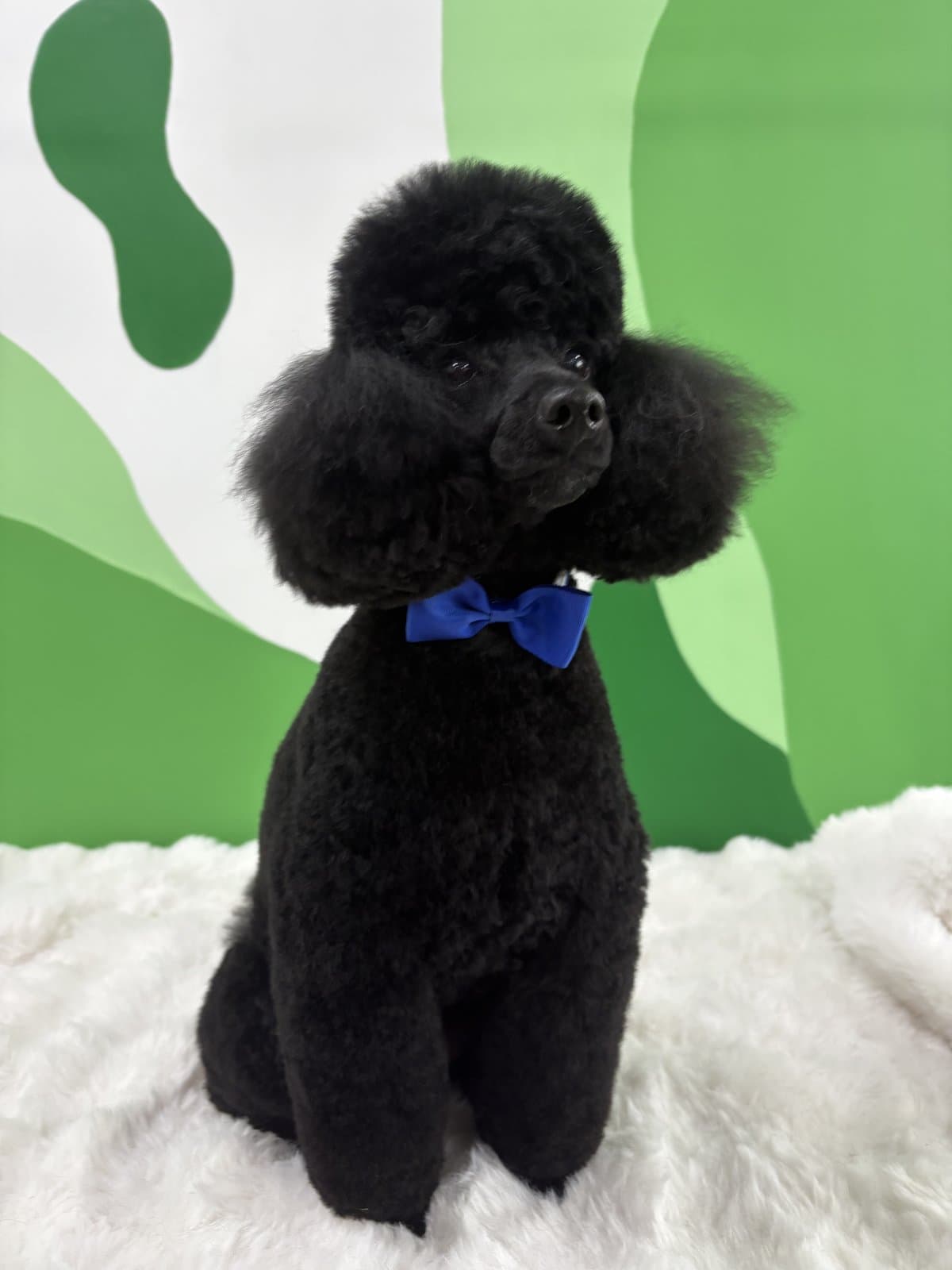 Black Toy Poodle with a blue bow tie after a full style