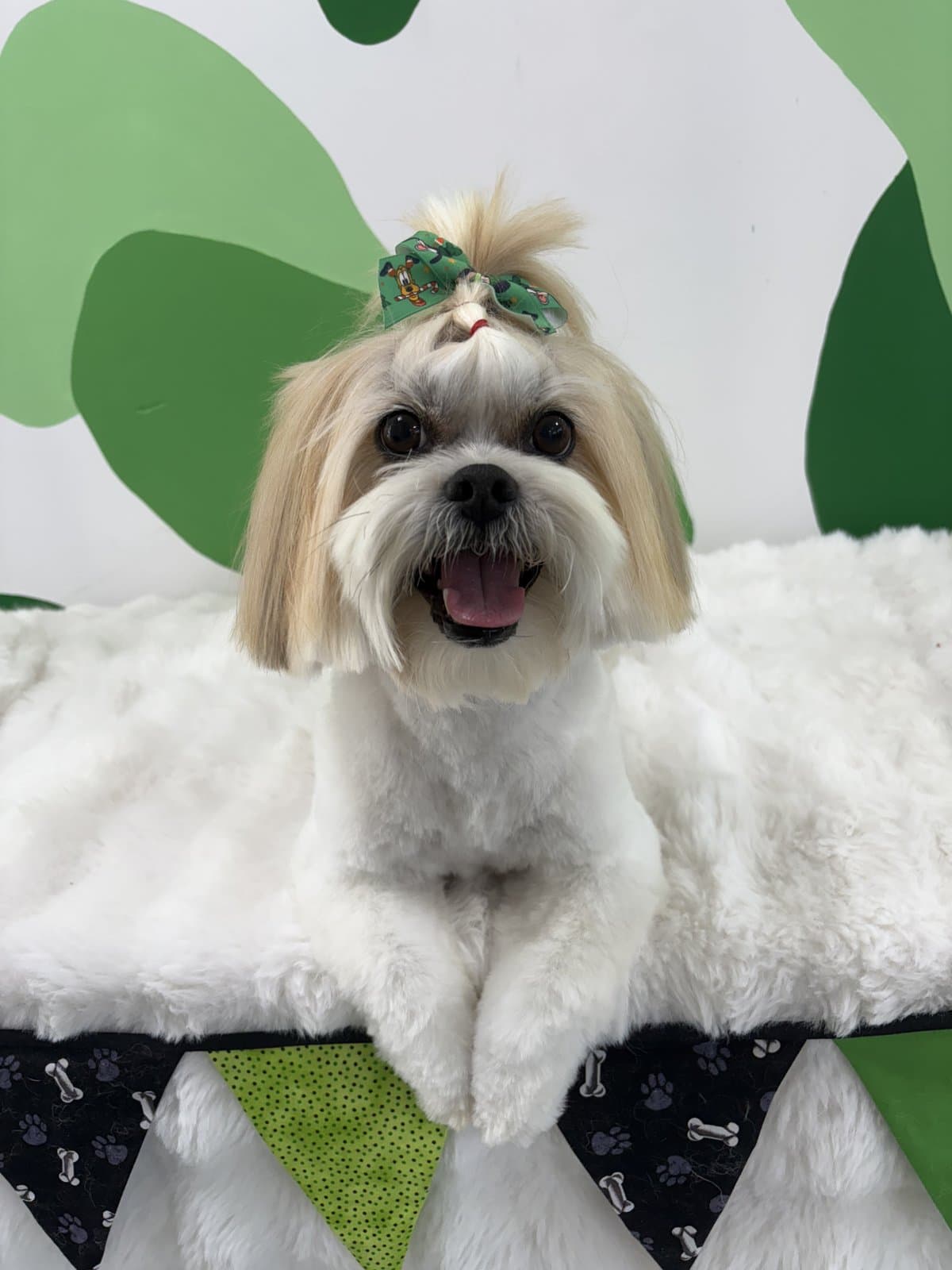 Shih Tzu freshly groomed with a green bow